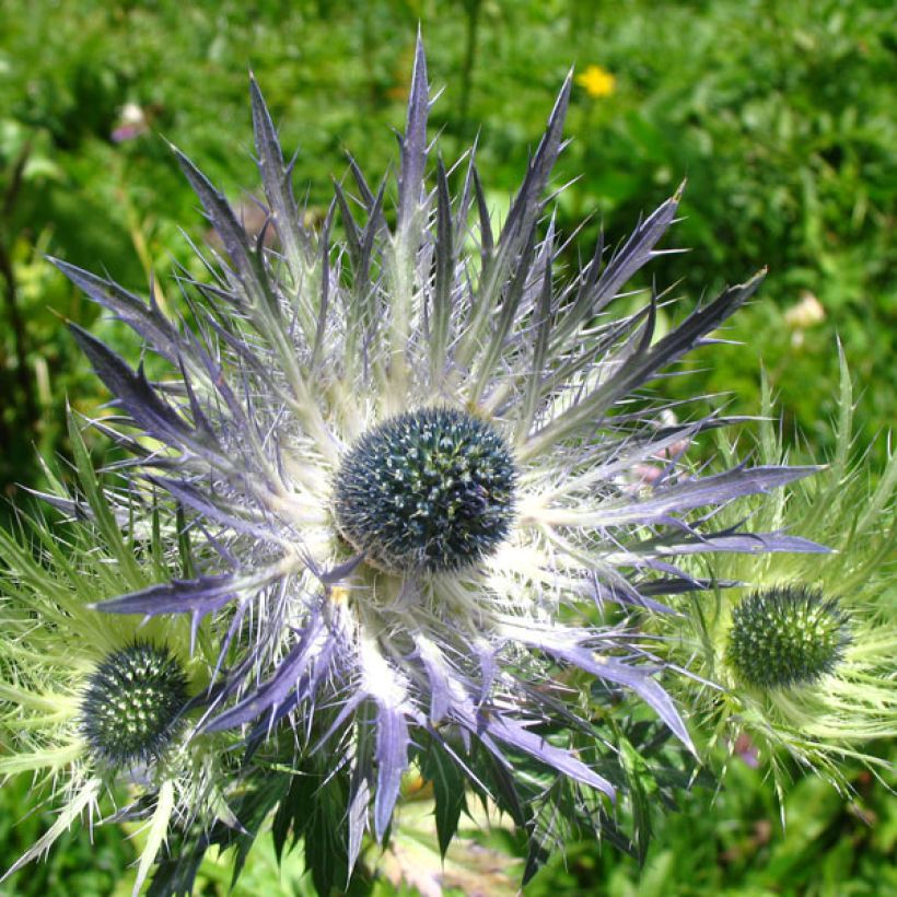 Eryngium alpinum Blue Star, Panicaut, Chardon bleu des Alpes (Floraison)