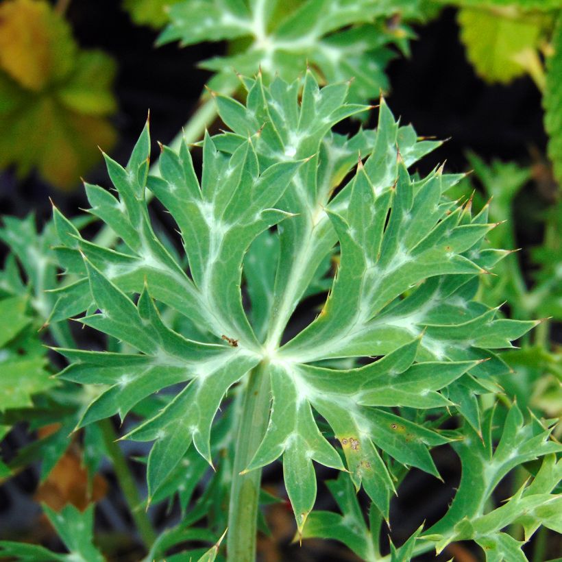 Eryngium bourgatii - Panicaut (Feuillage)