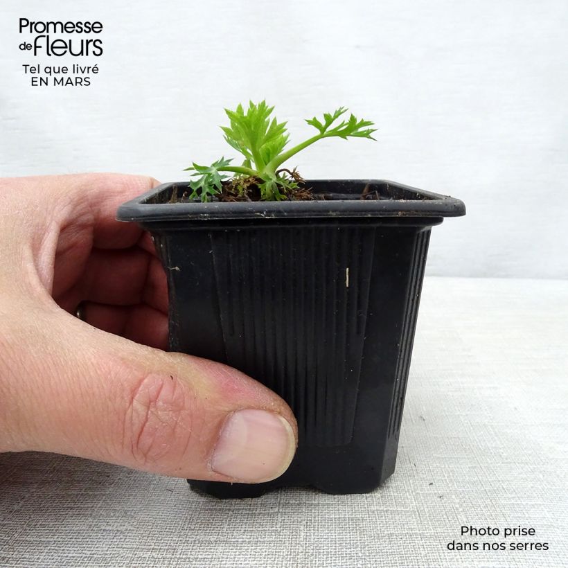 Spécimen de Eryngium bourgatii - Panicaut Godet de 8 cm tel que livré au printemps
