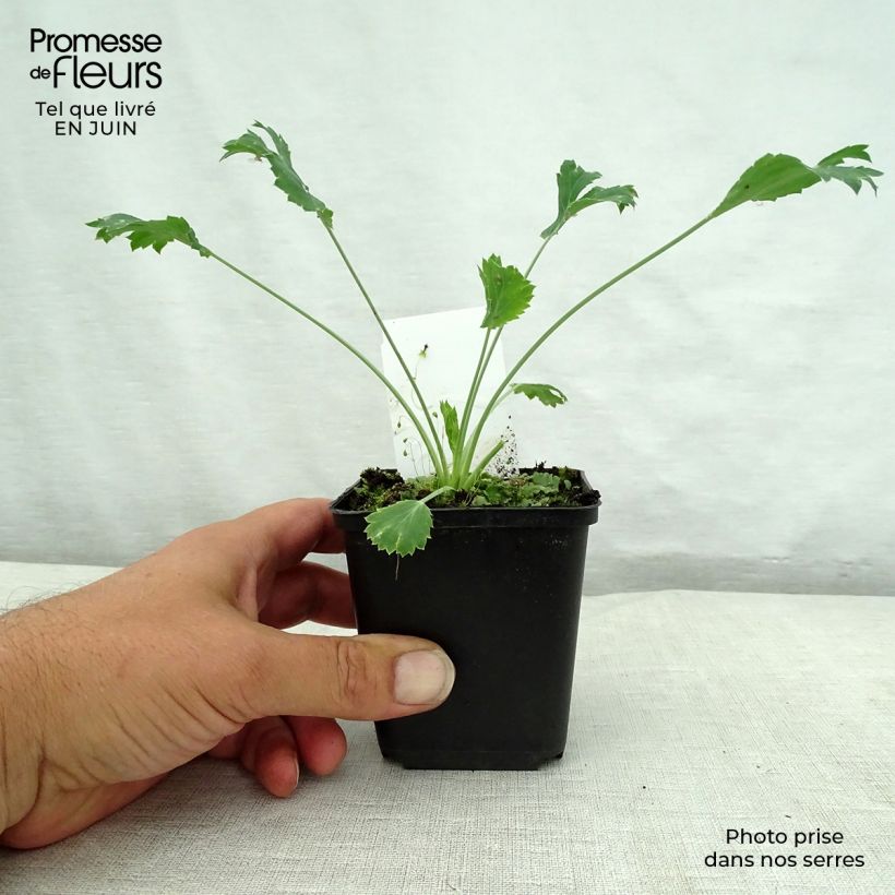 Spécimen de Eryngium bourgatii - Panicaut Godet de 8/9 cm tel que livré en été