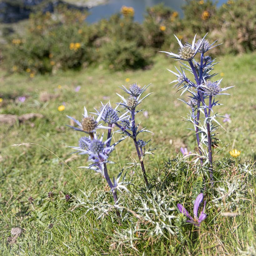 Eryngium bourgatii - Panicaut (Port)