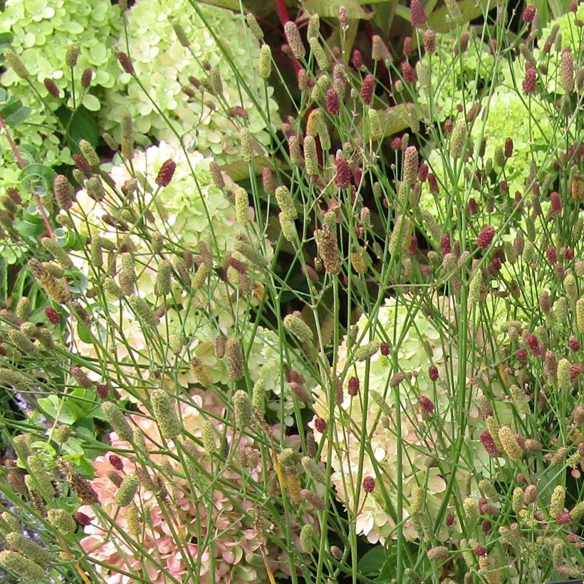 Eryngium ebracteatum. var. poterioides - Panicaut (Floraison)