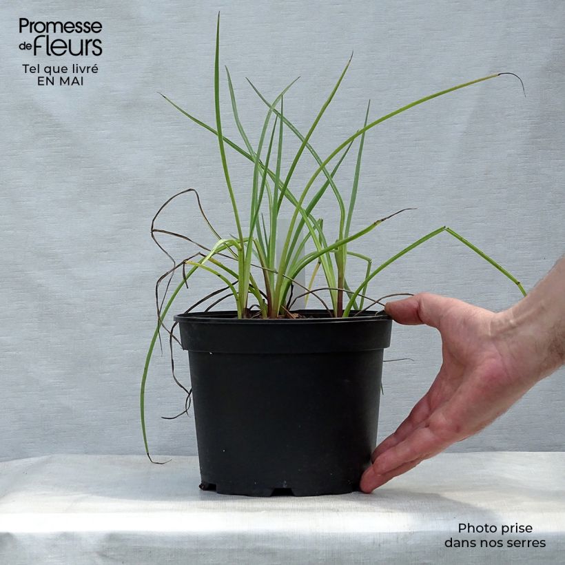 Spécimen de Eryngium ebracteatum. var. poterioides - Panicaut tel que livré en printemps
