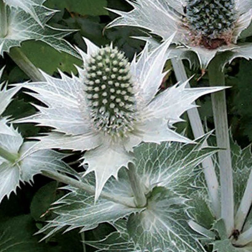 Eryngium giganteum - Panicaut géant (Floraison)