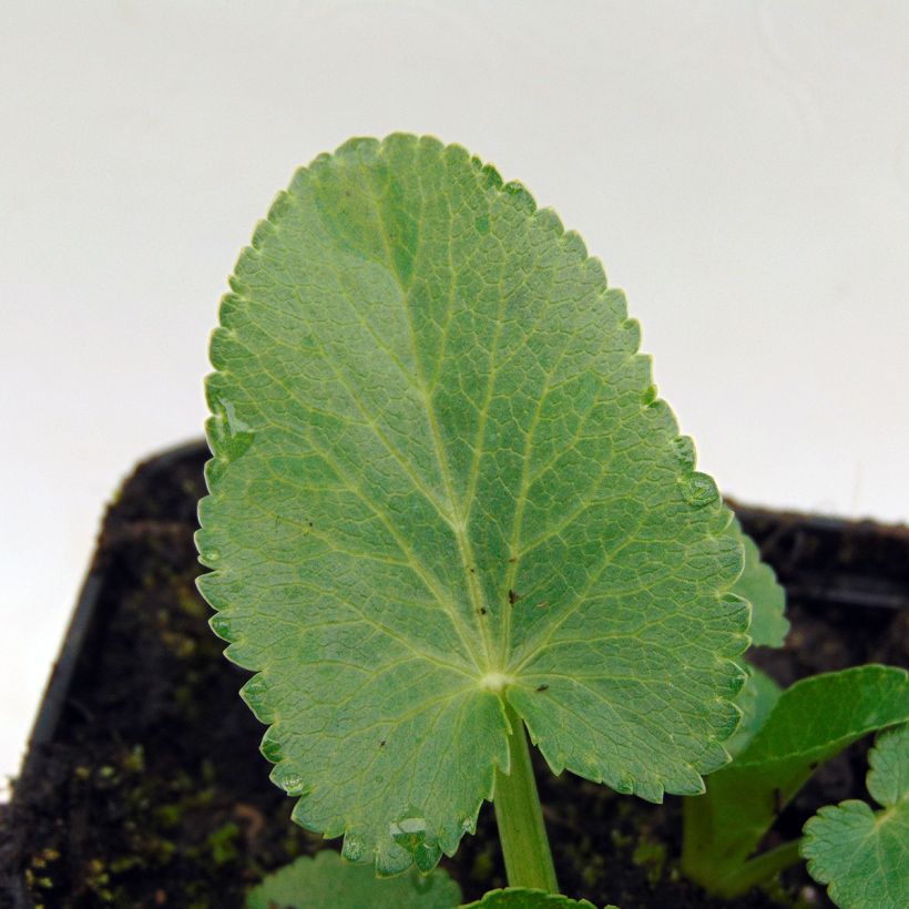 Eryngium giganteum - Panicaut géant (Feuillage)