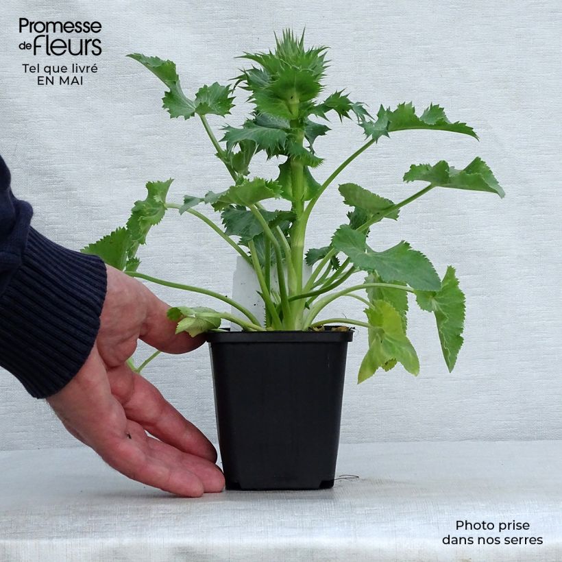 Spécimen de Eryngium giganteum - Panicaut géant Godet de 9cm tel que livré au printemps