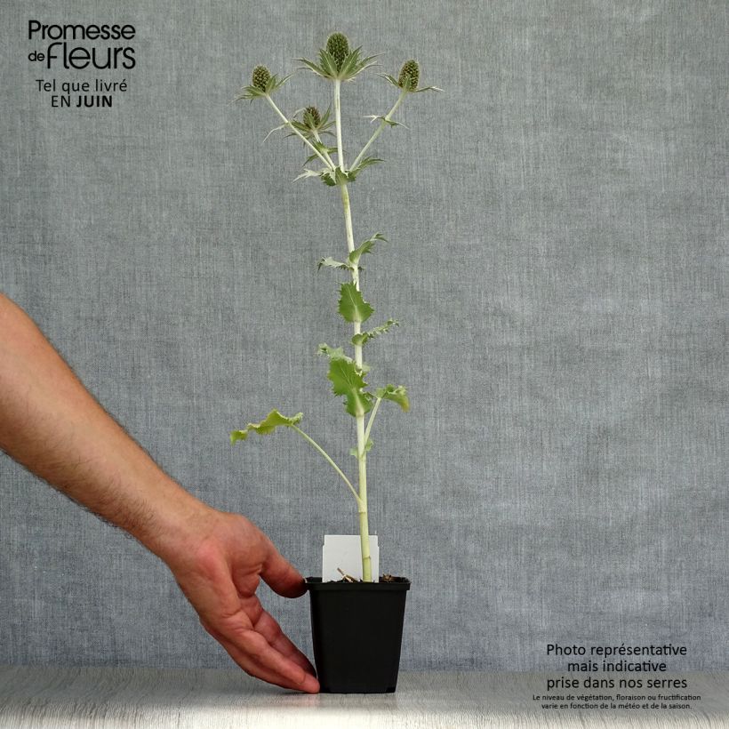 Spécimen de Eryngium giganteum - Panicaut géant Godet de 8/9 cm tel que livré en été