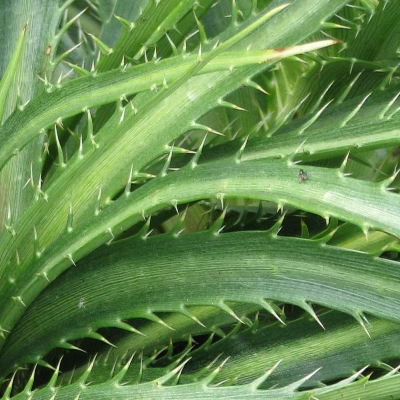 Eryngium horridum, Panicaut (Feuillage)