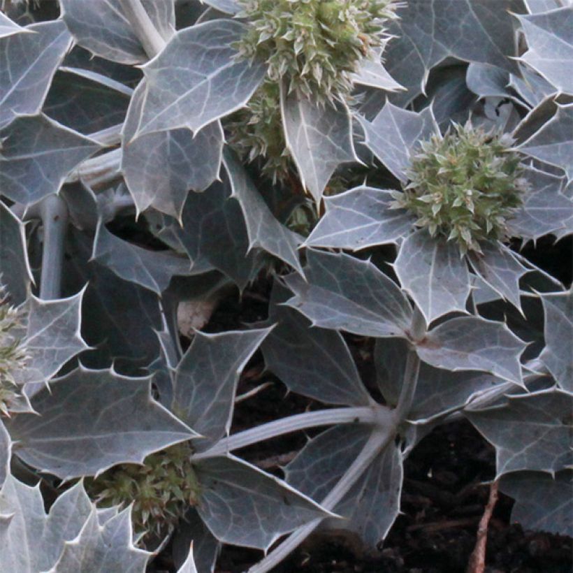 Eryngium maritimum - Panicaut maritime (Feuillage)