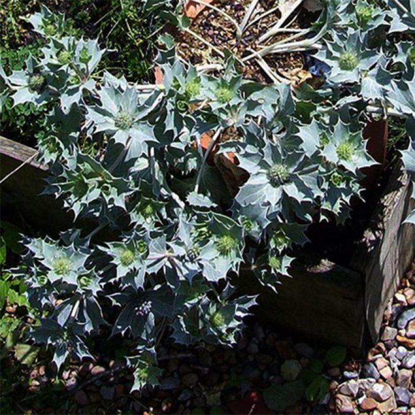 Eryngium maritimum - Panicaut maritime (Port)