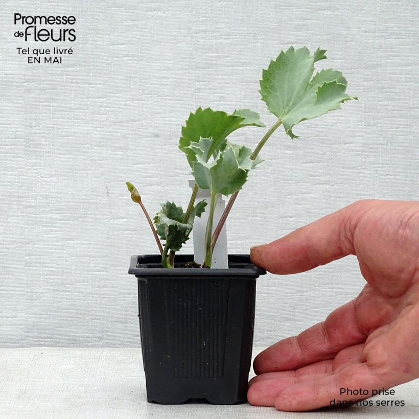 Spécimen de Eryngium maritimum - Panicaut maritime Godet de 9cm tel que livré au printemps