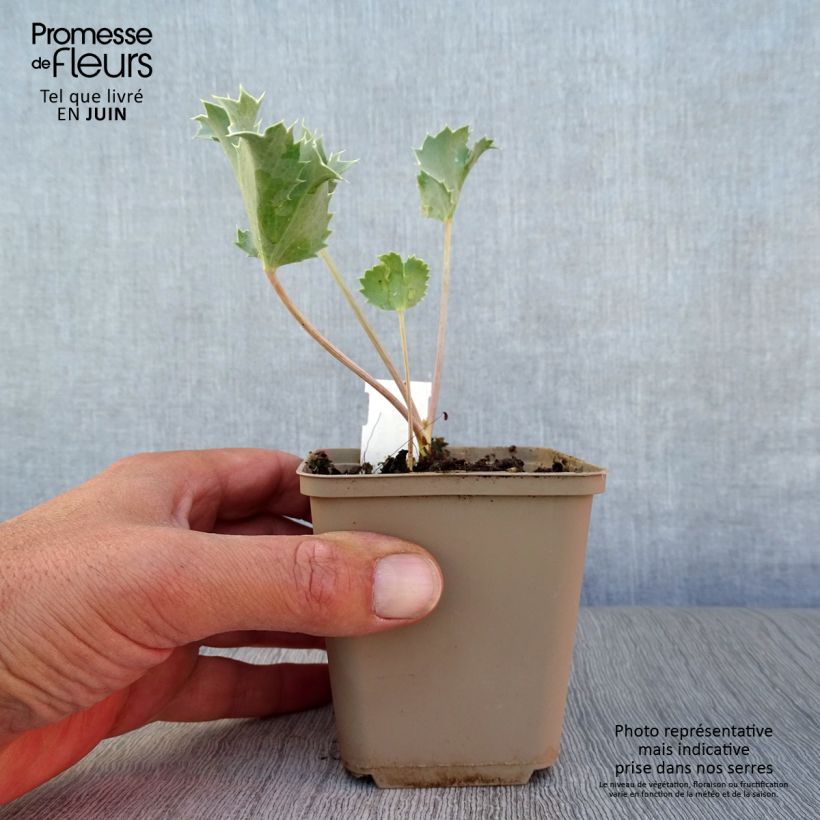 Spécimen de Eryngium maritimum - Panicaut maritime Godet de 8/9 cm tel que livré en été