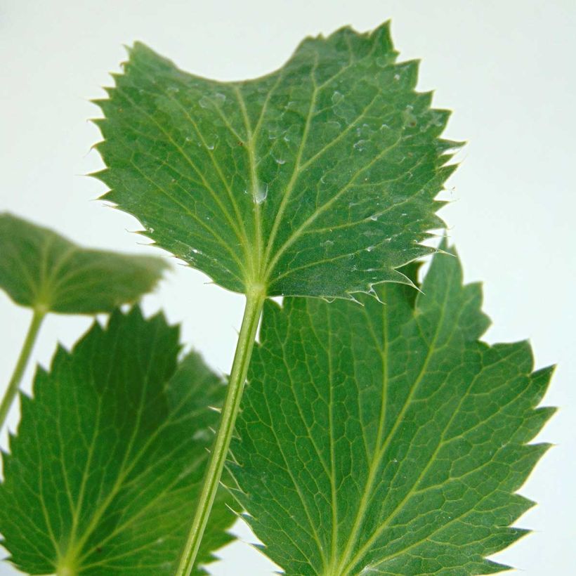 Eryngium oliverianum - Panicaut (Feuillage)