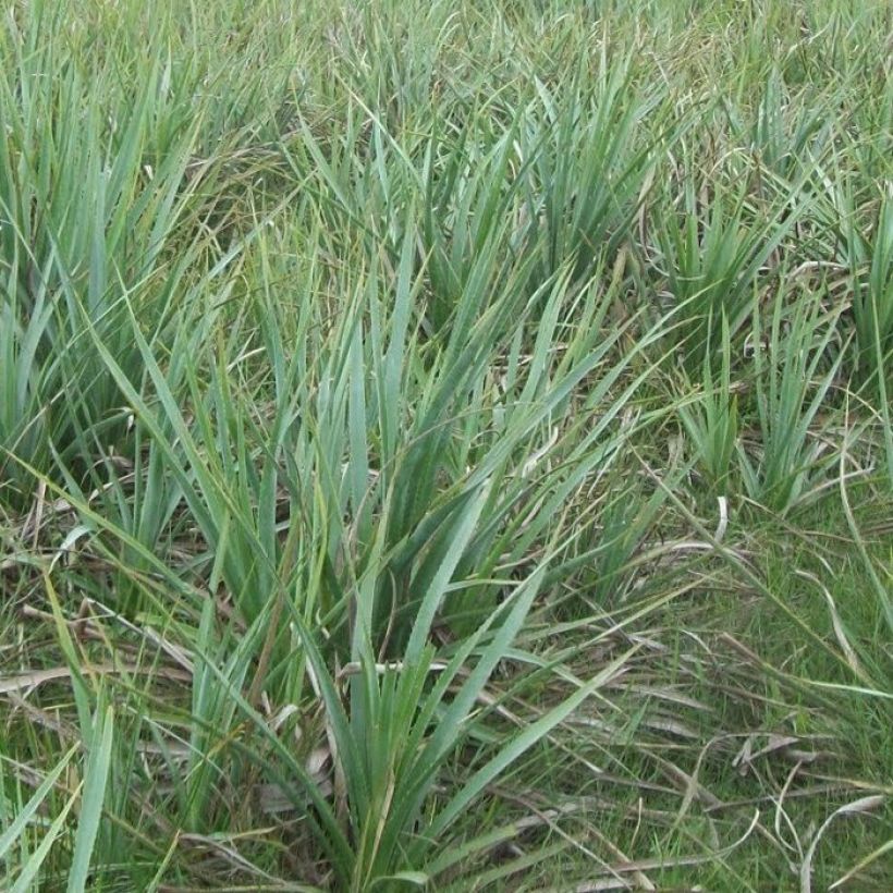 Eryngium pandanifolium, Panicaut (Port)