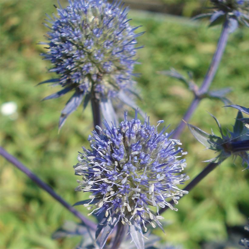 Eryngium planum Blauer Zwerg - Panicaut à feuilles planes (Floraison)