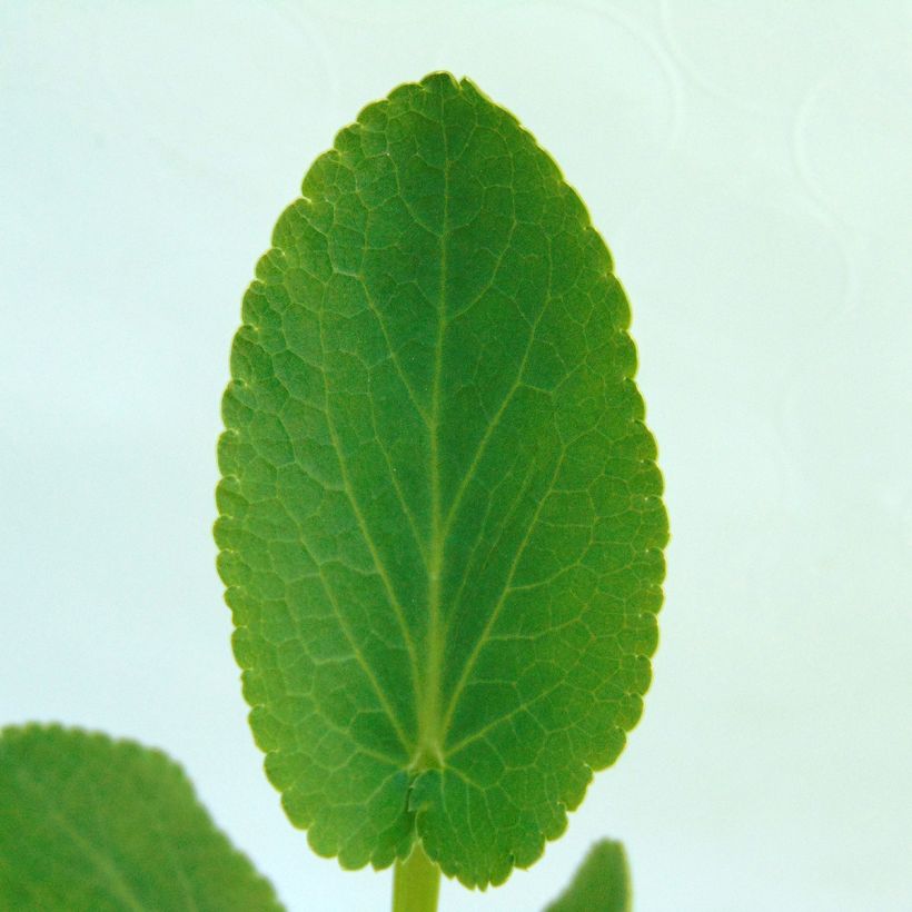 Eryngium planum Blauer Zwerg - Panicaut à feuilles planes (Feuillage)