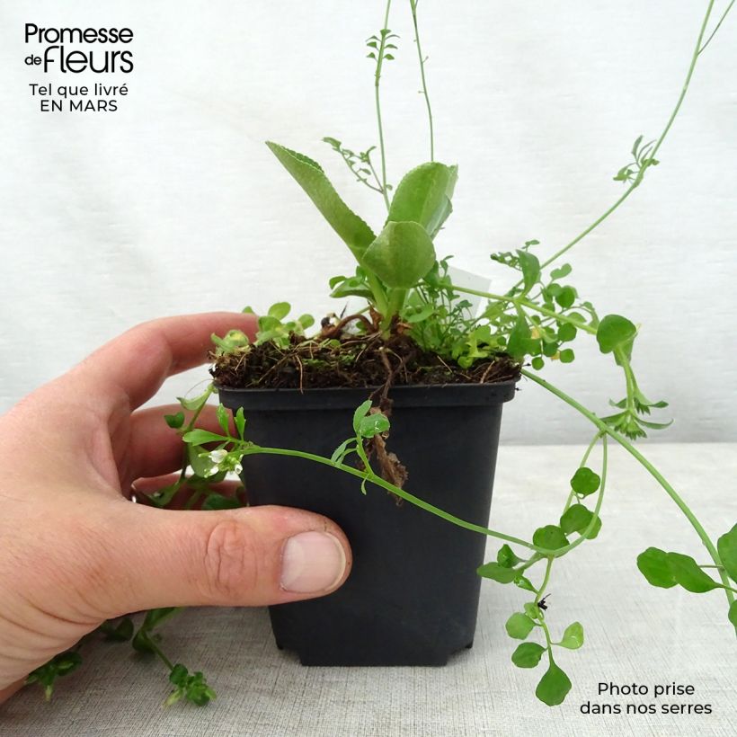 Spécimen de Eryngium planum Blauer Zwerg - Panicaut à feuilles planes godet de 9cm tel que livré au printemps