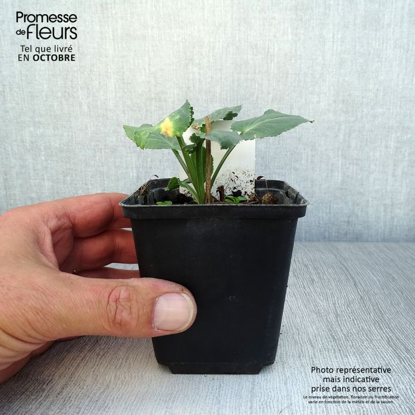 Spécimen de Eryngium planum Blauer Zwerg - Panicaut à feuilles planes tel que livré en automne
