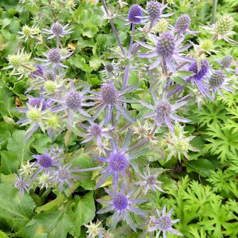 Eryngium planum Blue Hobbit (Floraison)