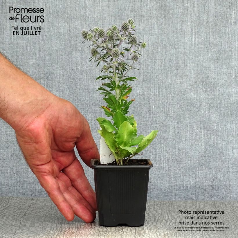 Spécimen de Eryngium planum Blue Hobbit Godet de 8/9 cm tel que livré en été