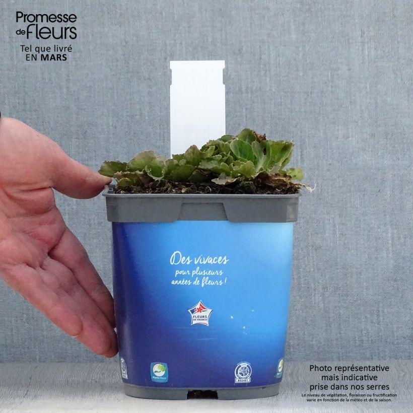 Spécimen de Eryngium planum Blue Hobbit en pot de 2/3 litres tel que livré au printemps