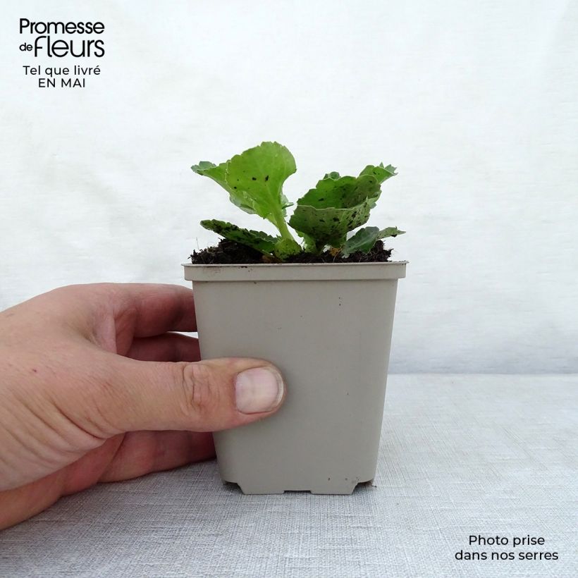 Spécimen de Eryngium planum Blue Hobbit en godet de 9 cm tel que livré au printemps