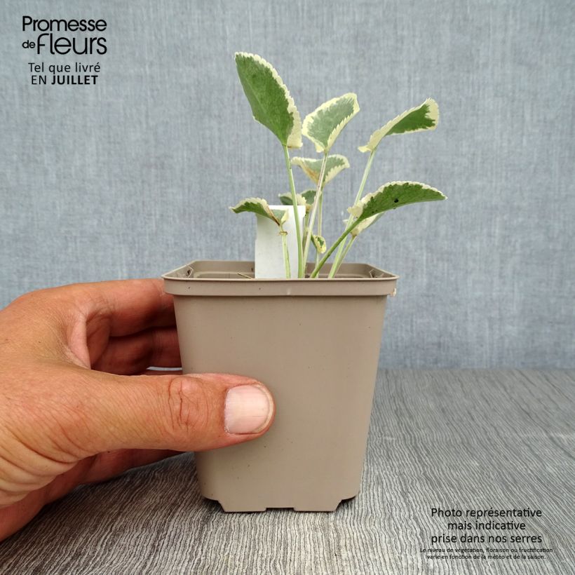 Example of Eryngium planum Jade Frost - Panicaut à feuilles planes panachées as you get in ete
