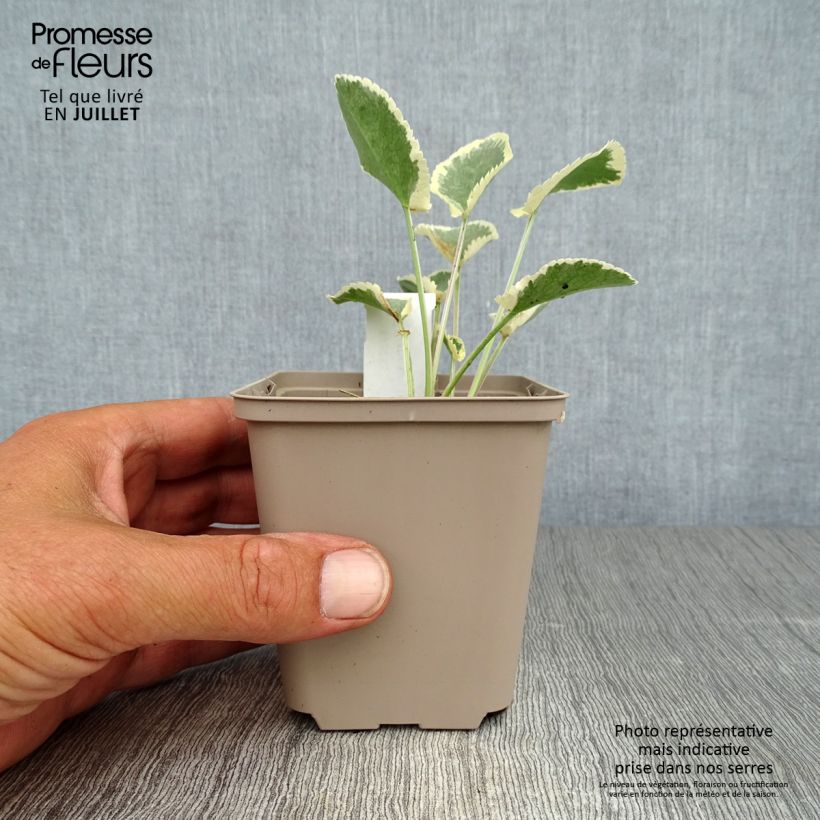 Spécimen de Eryngium planum Jade Frost - Panicaut à feuilles planes panachées Godet de 8/9 cm tel que livré en été