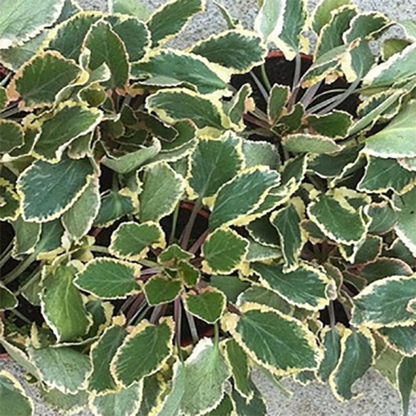 Eryngium planum Jade Frost - Panicaut à feuilles planes panachées (Feuillage)