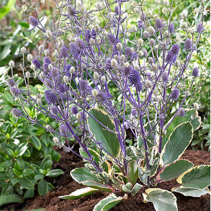 Eryngium planum Jade Frost - Panicaut à feuilles planes panachées (Port)