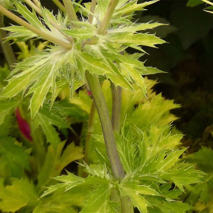 Eryngium planum Neptune's Gold - Panicaut (Feuillage)