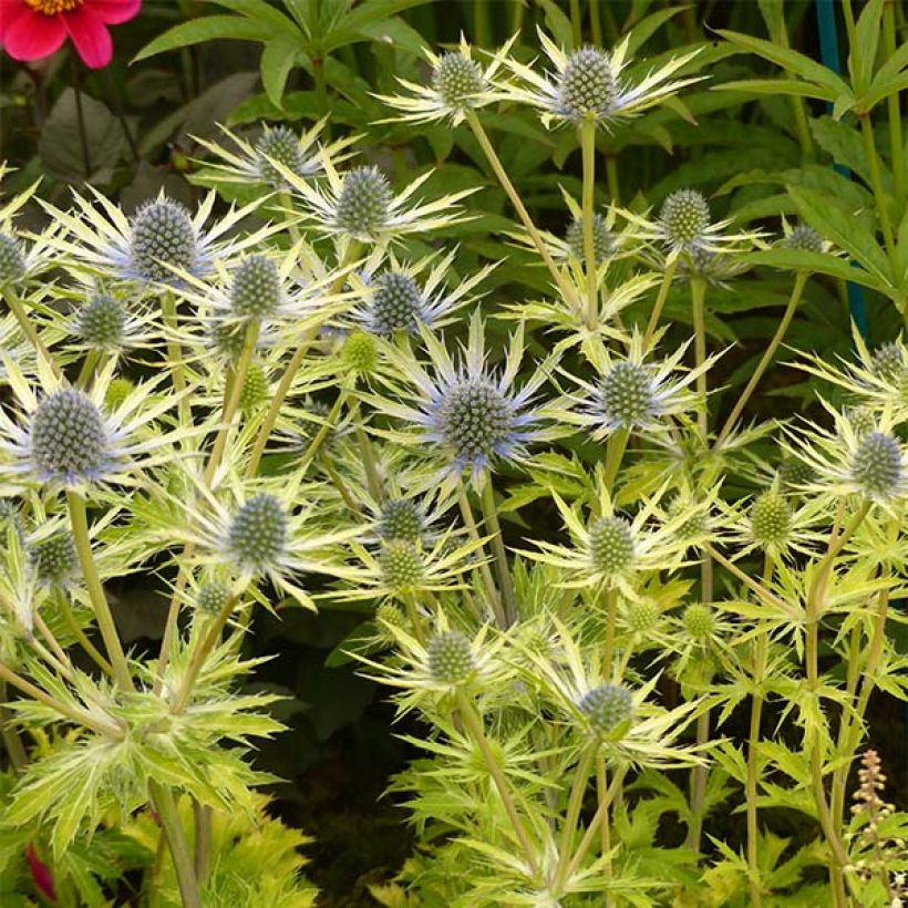 Eryngium planum Neptune's Gold - Panicaut (Port)