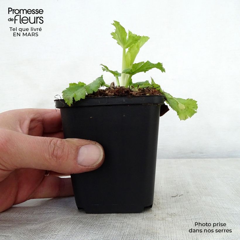 Spécimen de Eryngium planum Neptune's Gold - Panicaut Godet de 9cm tel que livré au printemps