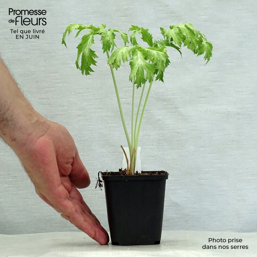 Spécimen de Eryngium planum Neptune's Gold - Panicaut Godet de 8/9 cm tel que livré en été