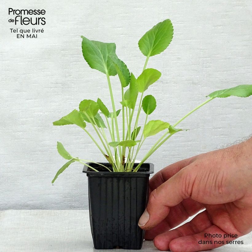 Spécimen de Eryngium planum - Panicaut Godet de 8 cm tel que livré au printemps
