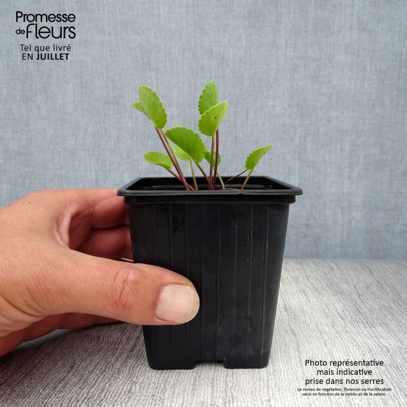 Spécimen de Eryngium planum - Panicaut Godet de 7/8 cm tel que livré en été