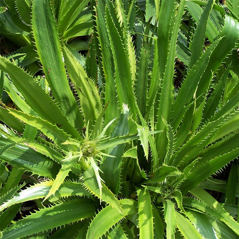 Eryngium serra, Panicaut (Feuillage)