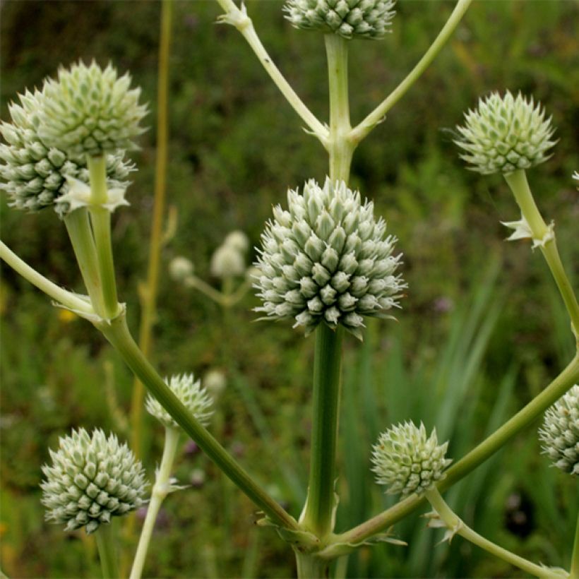Eryngium serra, Panicaut (Floraison)