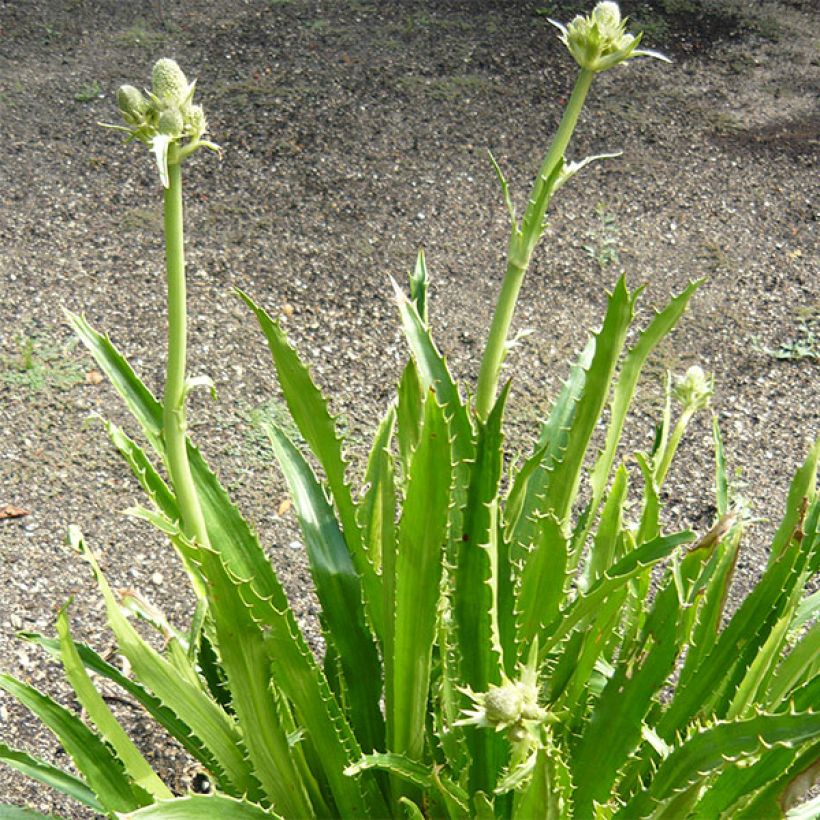 Eryngium serra, Panicaut (Port)