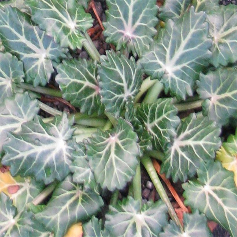 Eryngium variifolium - Panicaut panaché (Feuillage)