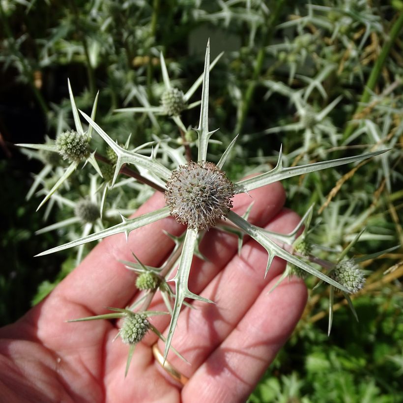 Eryngium variifolium - Panicaut panaché (Floraison)