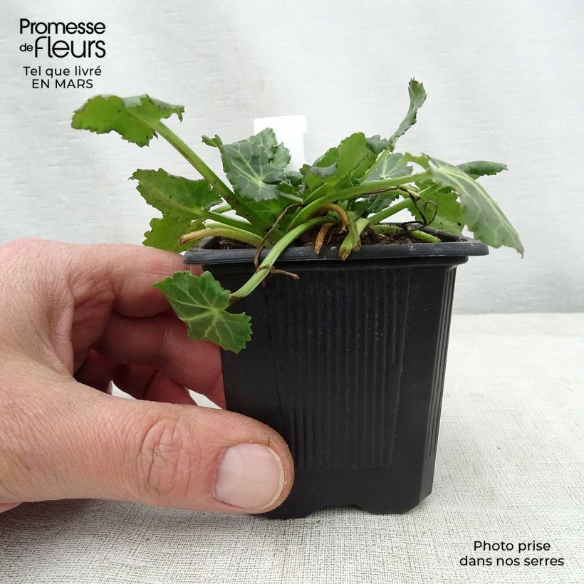 Spécimen de Eryngium variifolium - Panicaut panaché Godet de 9cm tel que livré au printemps