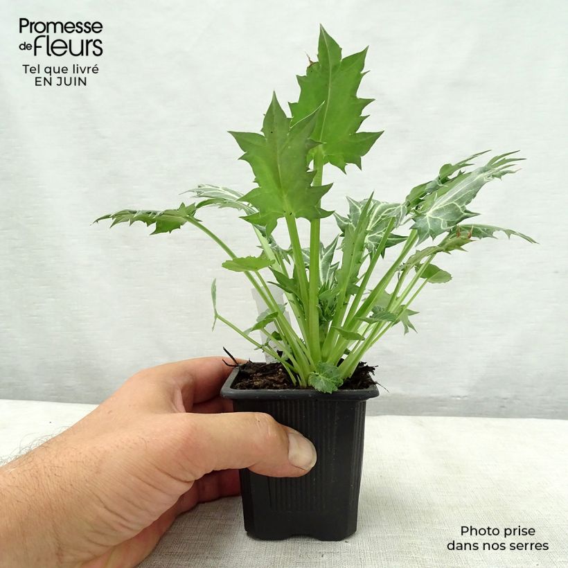 Spécimen de Eryngium variifolium - Panicaut panaché Godet de 8/9 cm tel que livré en été