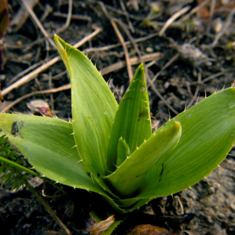 Eryngium yuccifolium -  Panicaut (Feuillage)