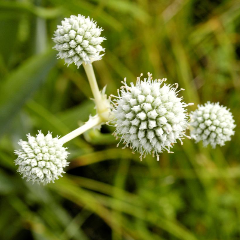 Eryngium yuccifolium -  Panicaut (Floraison)