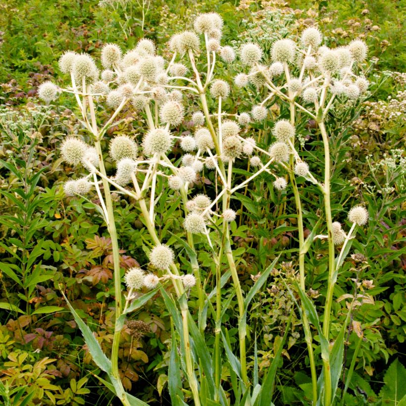 Eryngium yuccifolium -  Panicaut (Port)