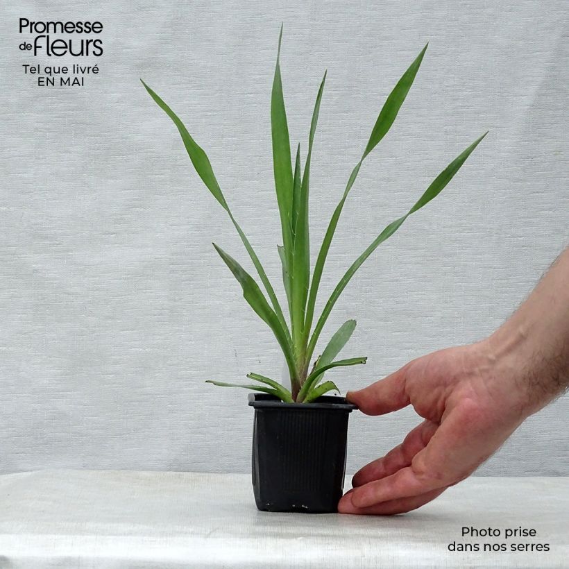 Spécimen de Eryngium yuccifolium -  Panicaut Godet de 8 cm tel que livré au printemps