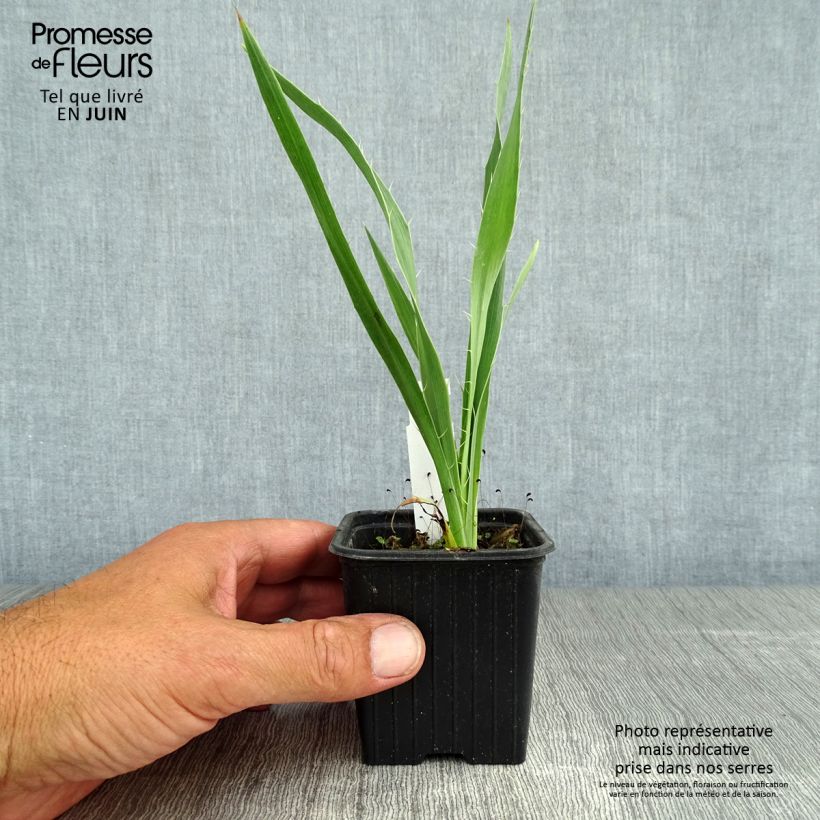 Spécimen de Eryngium yuccifolium -  Panicaut Godet de 8/9 cm tel que livré en été