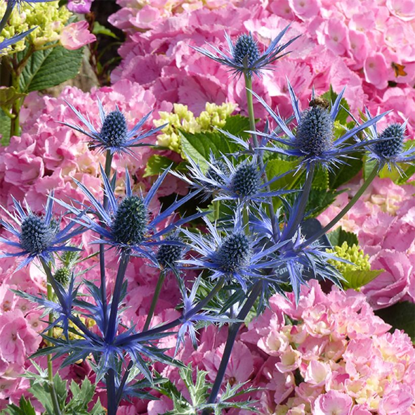 Eryngium zabelii Big Blue - Panicaut (Floraison)