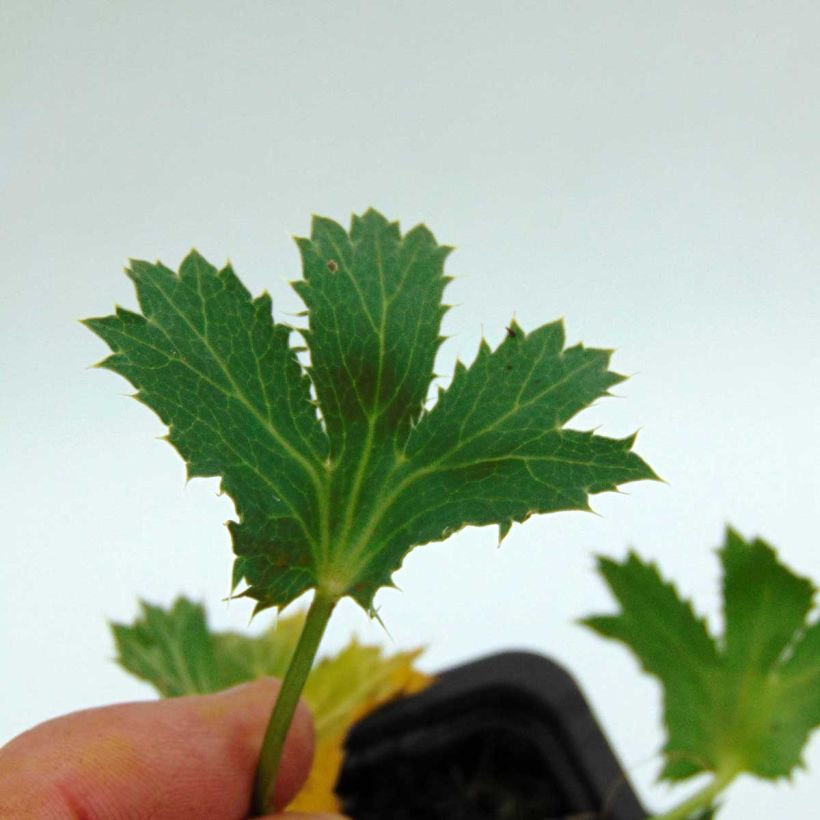 Eryngium zabelii Big Blue - Panicaut (Feuillage)